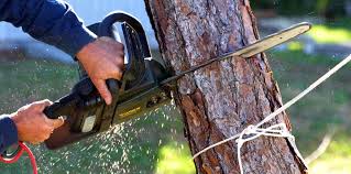 Best Tree Maintenance Programs  in Odessa, TX