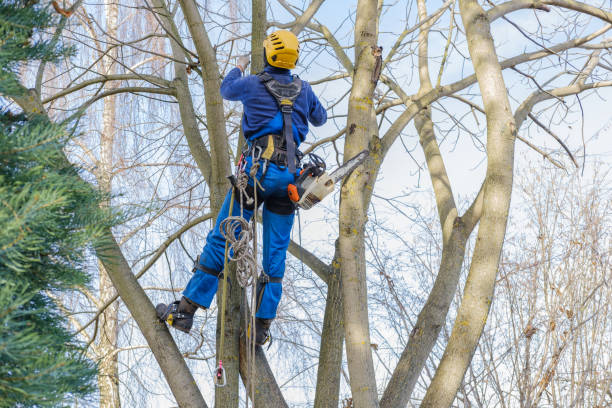 How Our Tree Care Process Works  in  Odessa, TX