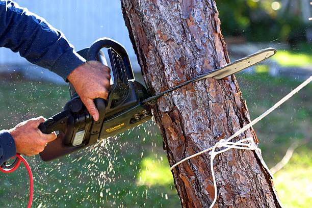 Best Lawn Maintenance Plans  in Odessa, TX