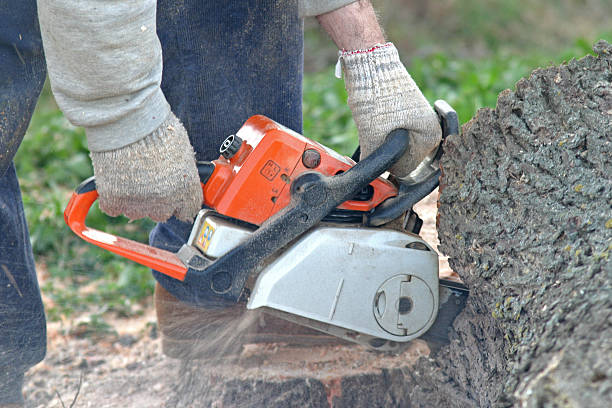 Best Tree Trimming and Pruning  in Odessa, TX