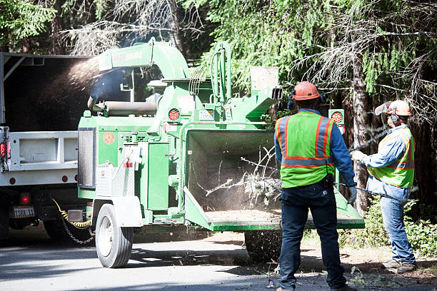 Professional Tree Care in Odessa, TX