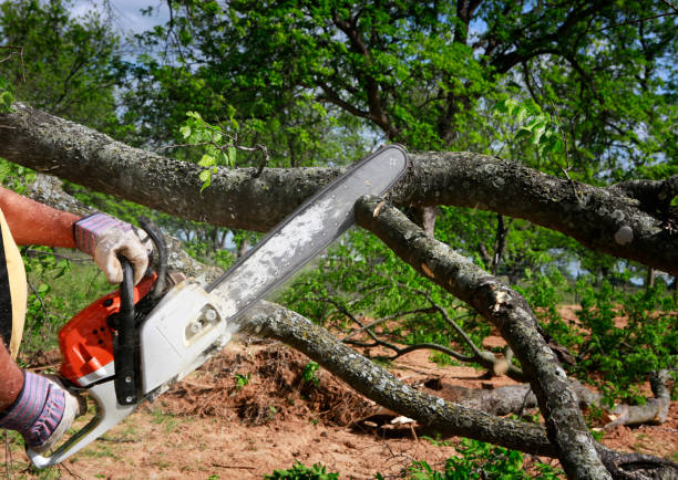 How Our Tree Care Process Works  in  Odessa, TX